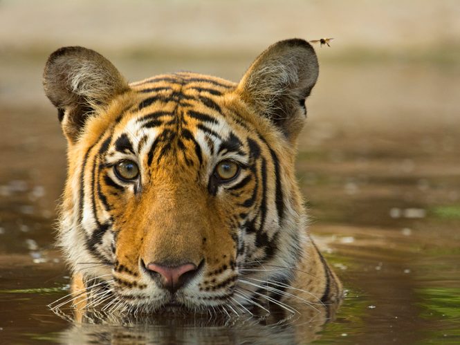 Wildlife Safari- Andaman adventures Wildlife Safari- Andaman adventures