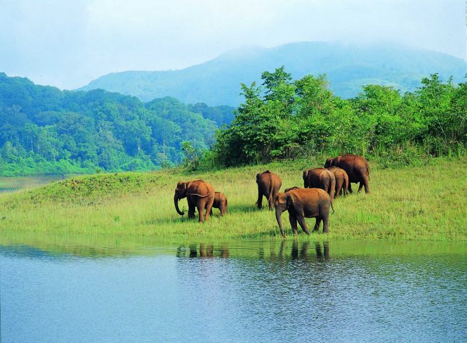 The wildlife of Thekkady - tourist places in Kerala The wildlife of Thekkady - tourist places in Kerala