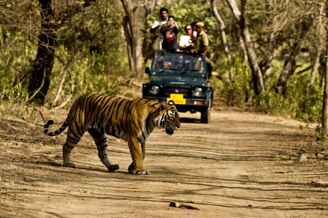 Jim corbett- Tourist places in India Jim corbett- Tourist places in India