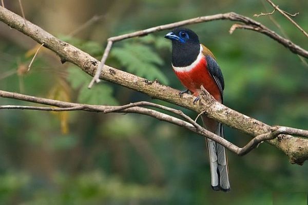 Karnala-Places to Visit near Pune in monsoon Karnala-Places to Visit near Pune in monsoon