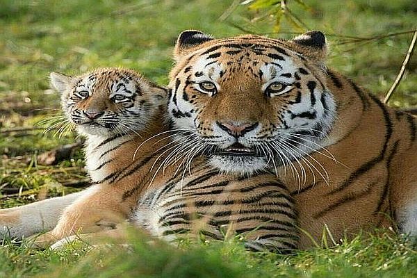 Koyna Wildlife Sanctuary-Places to Visit near Pune in monsoon Koyna Wildlife Sanctuary-Places to Visit near Pune in monsoon