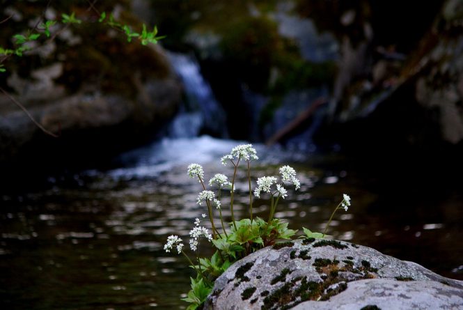 Valley of flowers- Tourist places in India Valley of flowers- Tourist places in India
