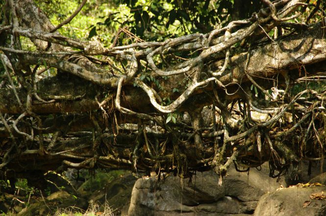 Living Root Bridges Living Root Bridges