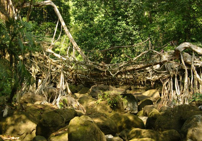 Living Root Bridges Living Root Bridges