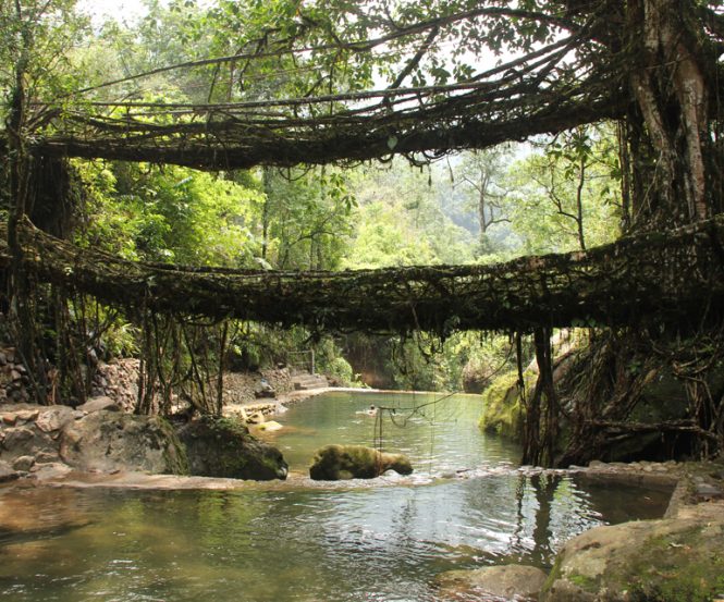 Living Root Bridges Living Root Bridges