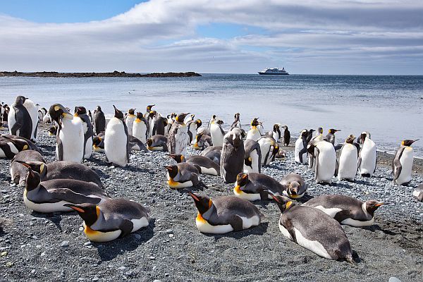 Penguins -Australian Wildlife