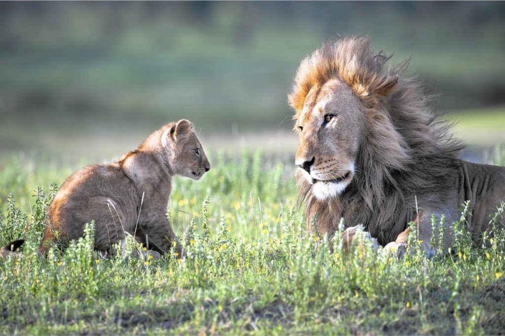 African Safari