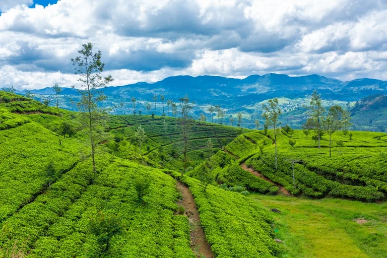 Coonoor