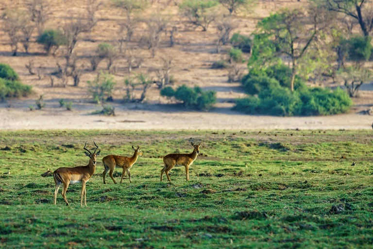 Kabini