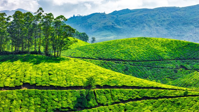 munnar