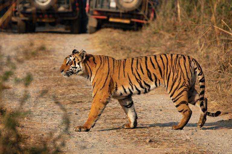 Camping in Corbett National Park