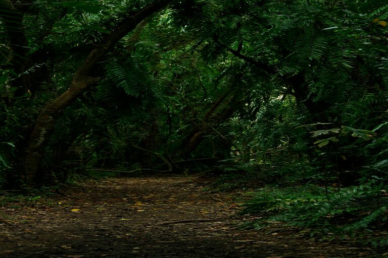 Flora in Sanjay Gandhi National Park