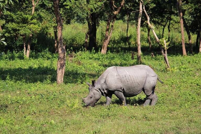 Rhino in Pobitora Wildlife Sanctuary
