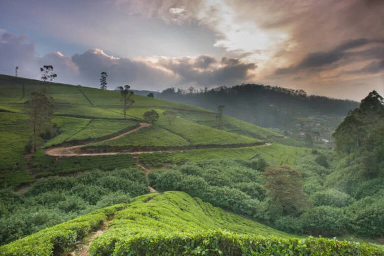 Coorg