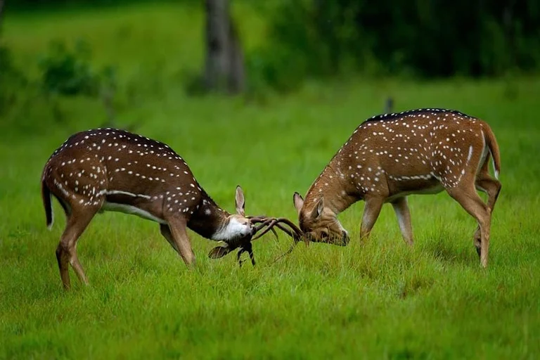 Bandhavgarh National Park
