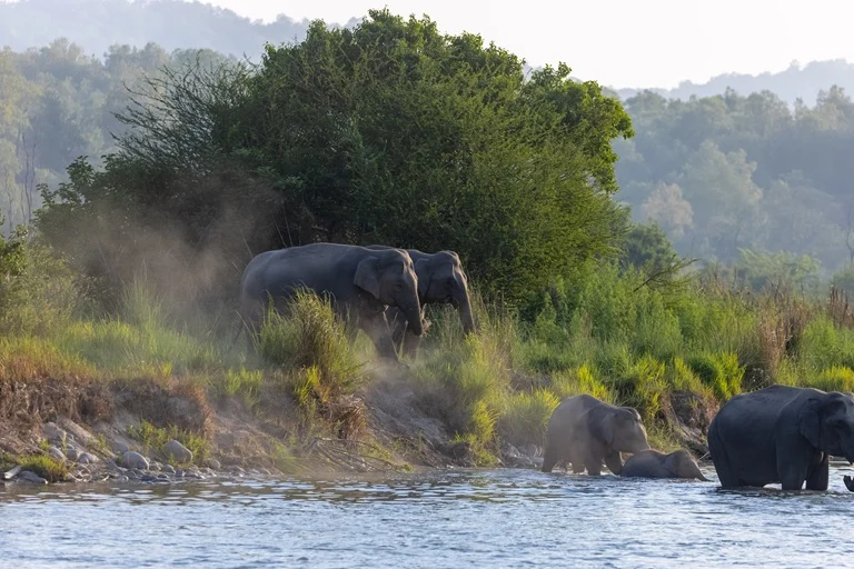 Jim Corbett National Park