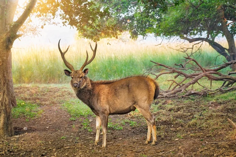 Ranthambore National Park