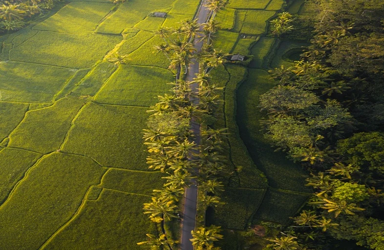 nelliyampathy