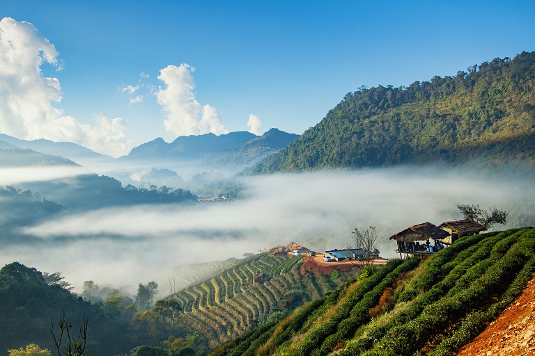 Pelling